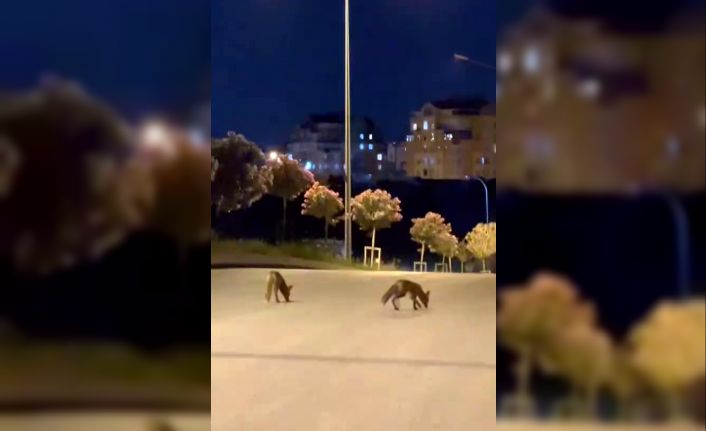 Başakşehir’de tilki sürüsü şehir merkezine indi