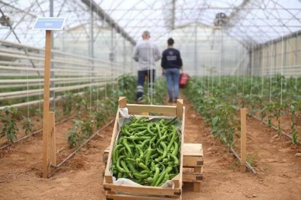 Başkan Çerçioğlu’nun tarıma ve üreticilere destekleri sürüyor