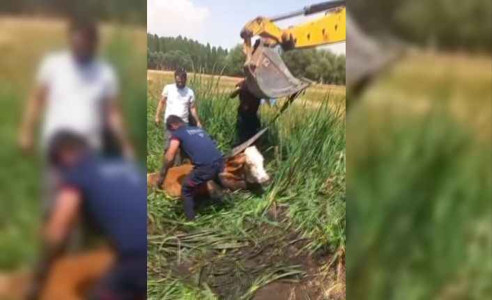 Bataklığa saplanan iki büyükbaş hayvanı itfaiye kurtardı