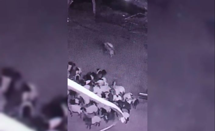 Batman’da ahıra giren kurt sürüye saldırdı: O anlar kamerada