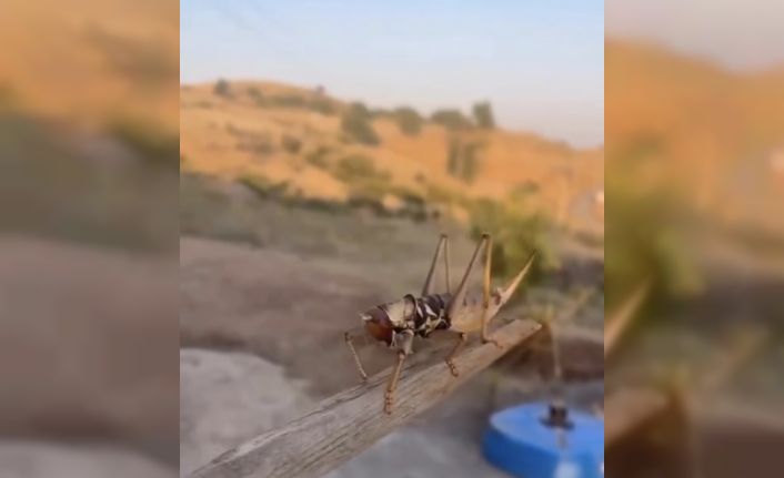 Batman’da dev etçil çekirge görüldü
