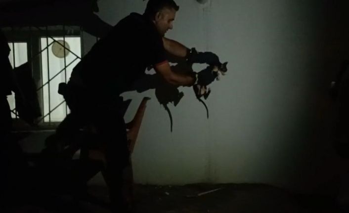 Batman’da lavabo borusuna sıkışan kediyi itfaiye kurtardı