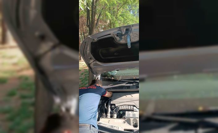 Batman’da otomobilin motoruna sıkışan kediyi itfaiye kurtardı