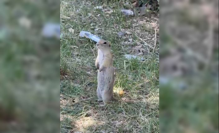 Bayburt’ta daha önce bisküvi yerken görüntülenen Anadolu yer sincabı bu kez yiyecek ararken görüldü