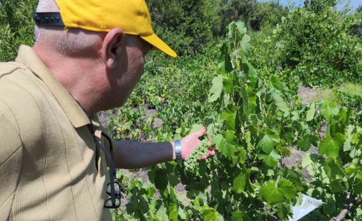 Beyşehir’de patates ekili alanlarda zararlı alarmı