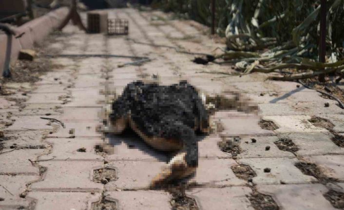 Bilecik’teki orman yangını ardında üzücü görüntüler bıraktı