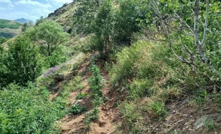 Bingöl’de 843 kök kenevir bitkisi ele geçirildi