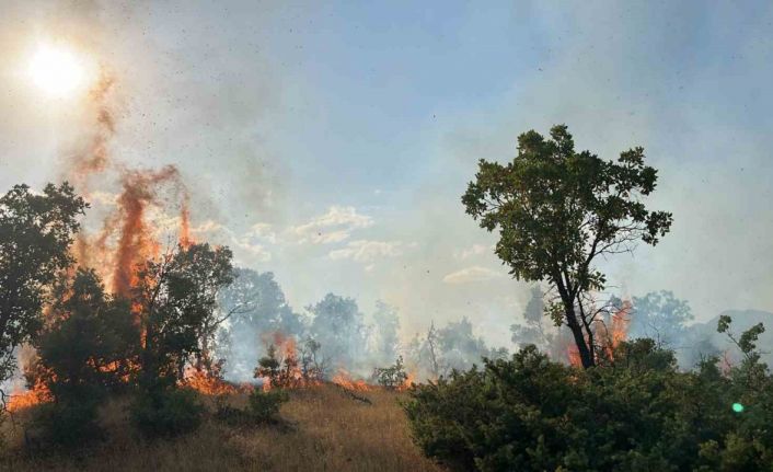 Bingöl’de çıkan orman yangınları söndürüldü