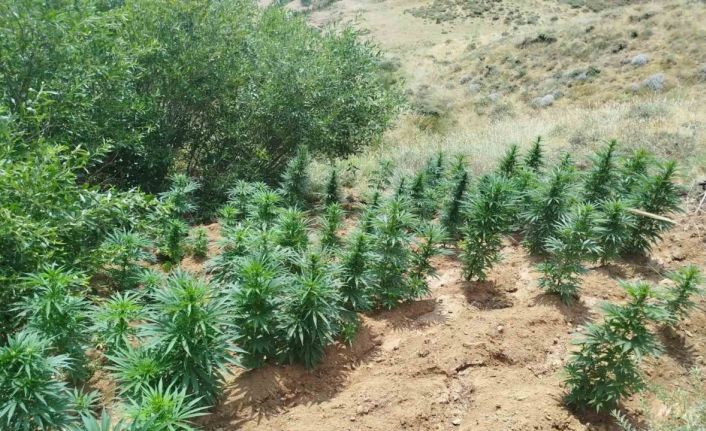 Bingöl’de uyuşturucu operasyonu: 2 bin 365 kök kenevir ele geçirildi
