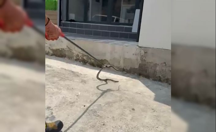 Bir evin bahçesine giren yılanı yakalayan itfaiye eri yılana su içirdi