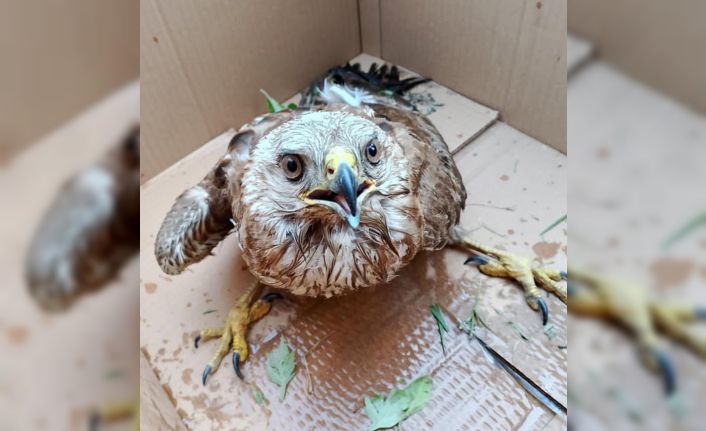 Bitkin haldeki doğan tedavi altına alındı