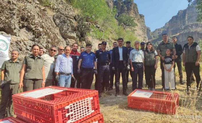 Bolu’da doğaya 600 kınalı keklik bırakıldı