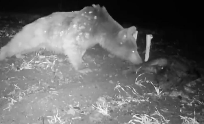 Boz ayı fotokapanla görüntülendi