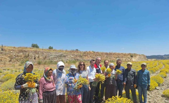 Bozdoğan’da lavanta ve altın otu hasadı yapıldı