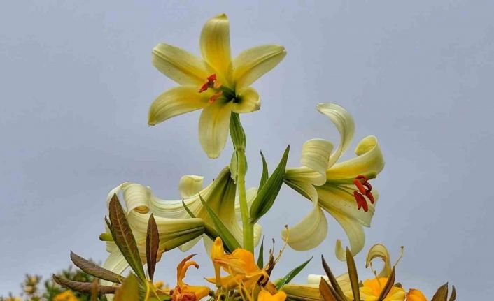 Bu çiçeği koparmanın cezası 245 bin TL