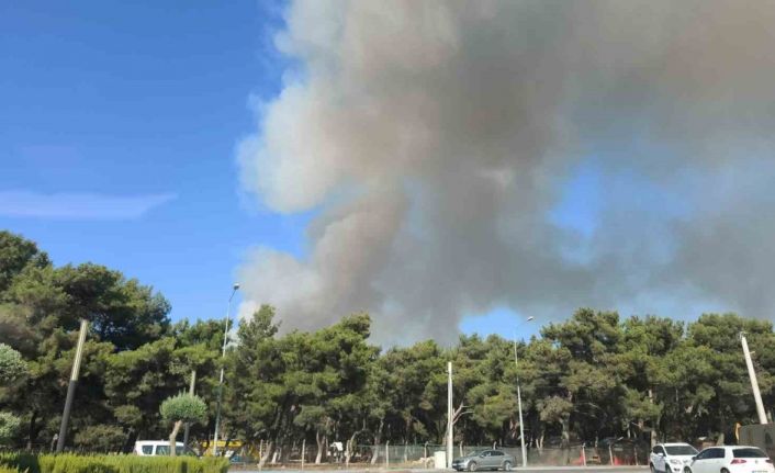 Buca’da orman yangını