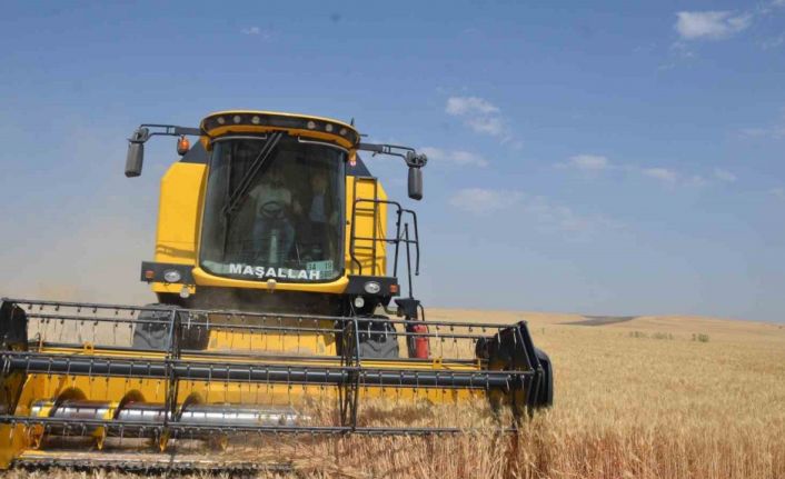 Bulanık’ta hububat hasadı başladı