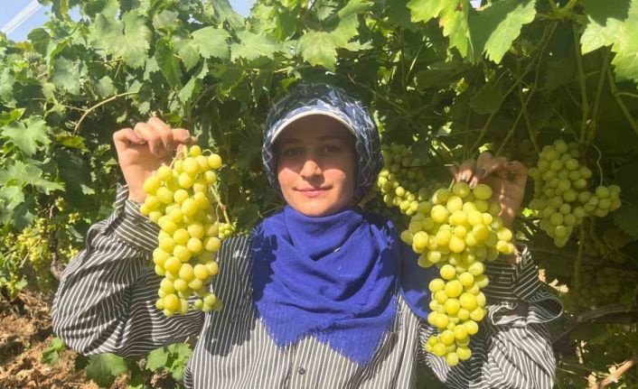 Buldan’ın meşhur üzümü Avrupa ve Arap ülkelerinden talep alıyor