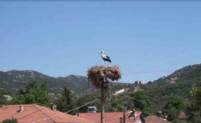 Burdur’da Hisarardı köyünün yüz yıllık misafirleri leylekler, bu yıl da yuvalarına döndü