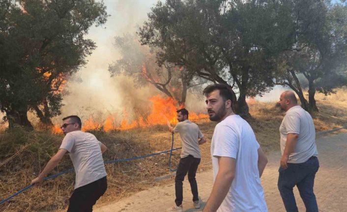 Bursa’da 20 zeytin ağacı yandı: 2 çocuk gözaltında