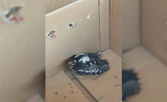 Bursa’da yaralı ağaçkakan tedavi altına alındı