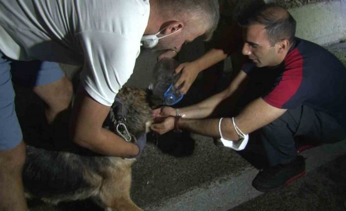 Bursa’daki yangından etkilenen hayvanlar böyle kurtarıldı