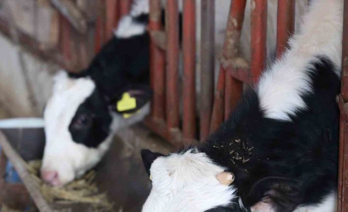 Büyükşehir’den kırsaldaki besicilere veterinerlik hizmeti