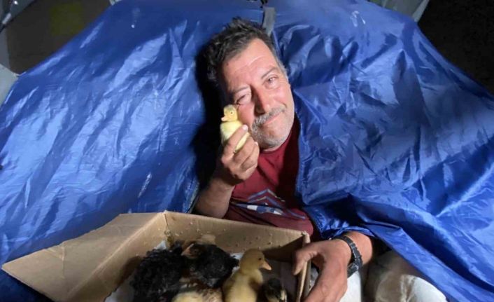 Çadırda civcivlerle zorlu yaşam