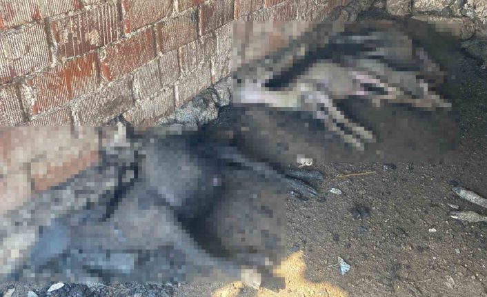 Çanakkale’de çıkan orman yangınında damlar yandı, hayvanlar telef oldu