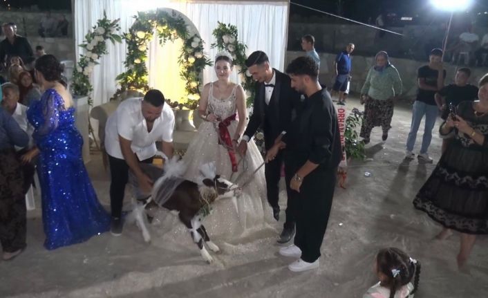 Çanakkale’de gelin ve damada buzağı hediye edildi