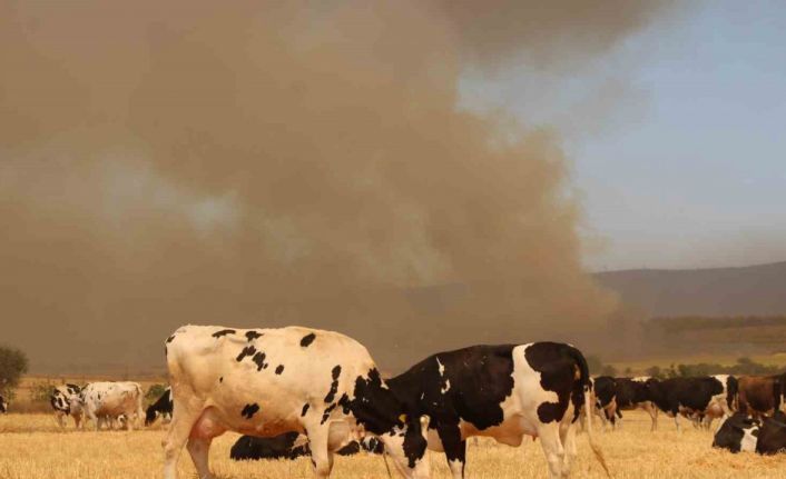 Çanakkale’deki yangında köylüler hayvanlarını korumak için tarlalarda bekletiyor