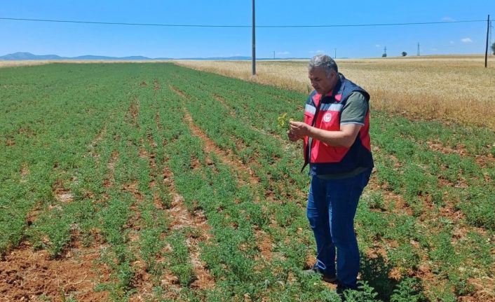 Çavdarhisar’da nohut tarlalarının kontrolleri yapıldı
