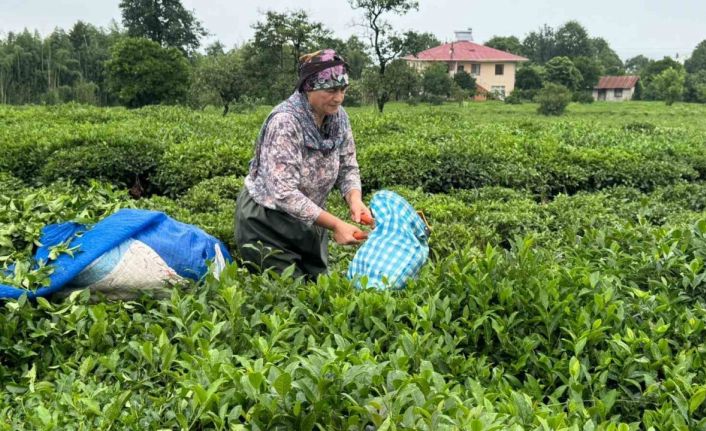 ÇAYKUR’dan 2. Sürgün için "Aceleye getirmeyin" uyarısı