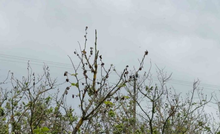 Çiftçiler 2 yıl fındıktan umudu kesti