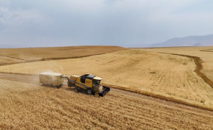 Çiftçinin emeği ürüne dönüştü, hasat mesaisi başladı