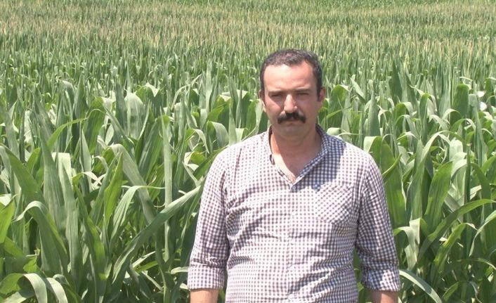 Çiftçiye sıcak hava uyarısı: Hastalık ve zararlılar arttı