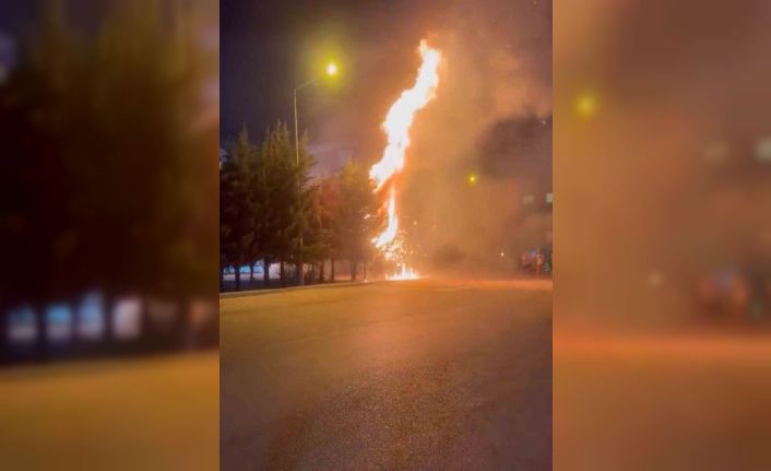 Çocukların torpille oyunu ağaçlık alanı tutuşturdu: Çok sayıda ağaç küle döndü