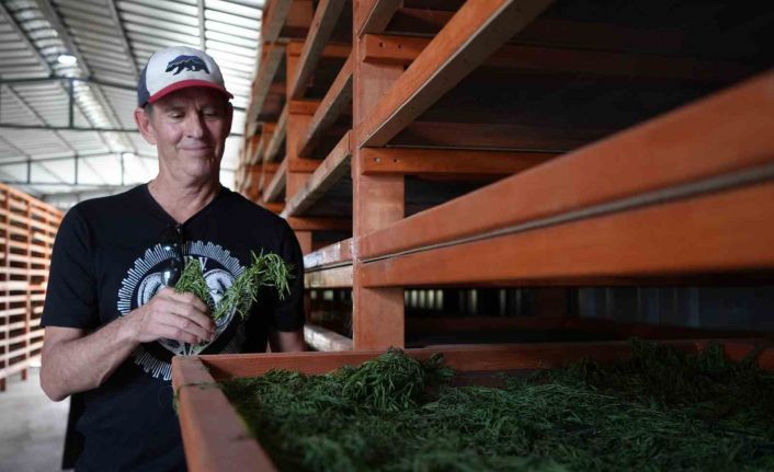 Coğrafi işaretli Bayburt tarhununa Amerika’dan talip çıktı;: Yetiştirilen bütün tarhunlar Amerika’ya ihraç edilecek