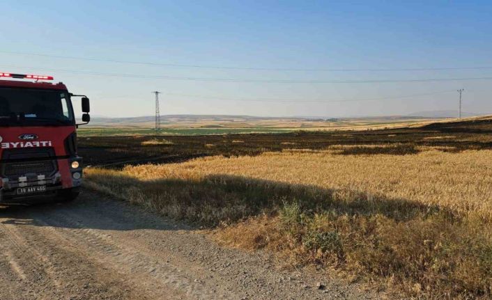 Çorum’da 15 dönüm buğday ekili tarla alevlere teslim oldu