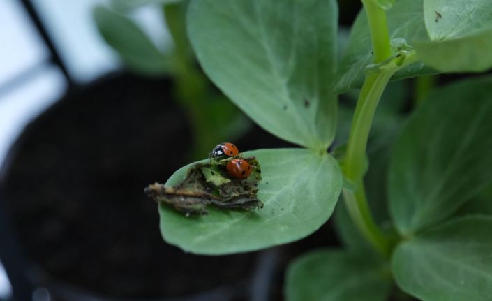 Çorum’da yaprak bitiyle mücadele için doğaya uğur böcekleri salındı