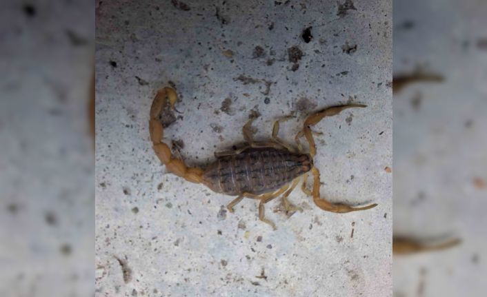 Çorum’da zehirli akrep eve girmeye çalışırken yakalandı