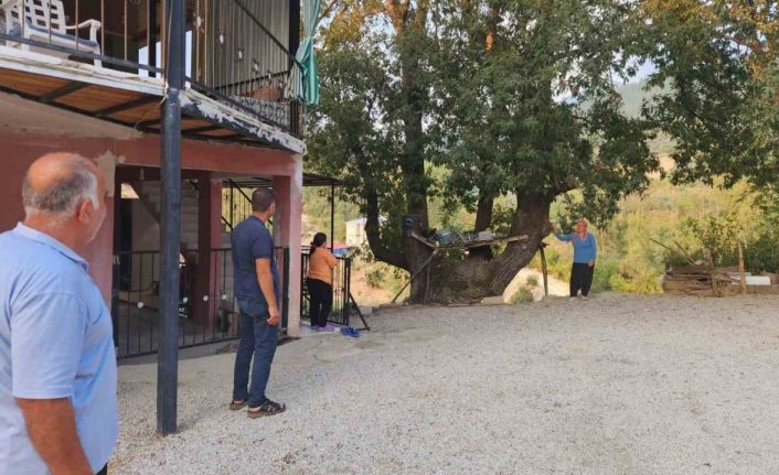 Dallarıyla "Allah" lafzı yazılı asırlık ağaç ilgi çekiyor