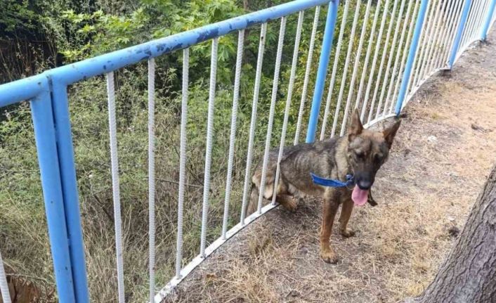 Demir korkuluklara sıkışan köpeği itfaiye kurtardı