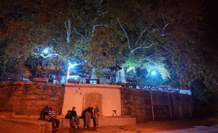 Demirci’de 2 bin yıllık anıt çınarda odun ateşinde çay