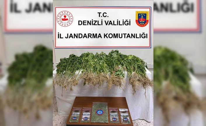 Denizli’de 343 kök Hint keneviri ele geçirildi