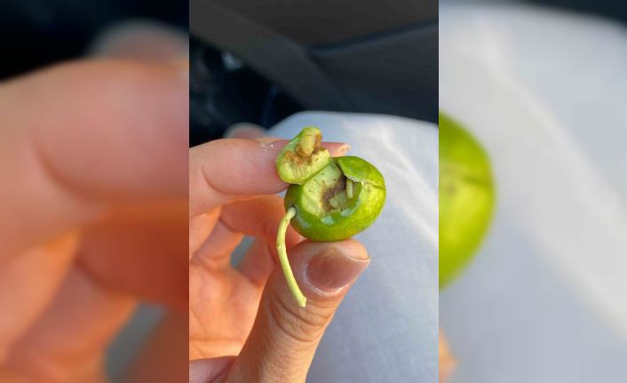 Didim’de üreticilere zeytin sineği uyarısı