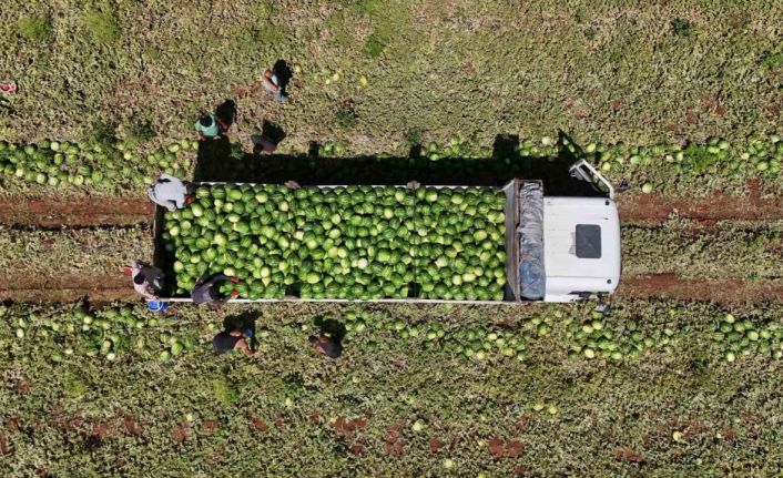 Diyarbakır karpuzunda hasat devam ediyor: Tarlada kilosu 1-2 lira
