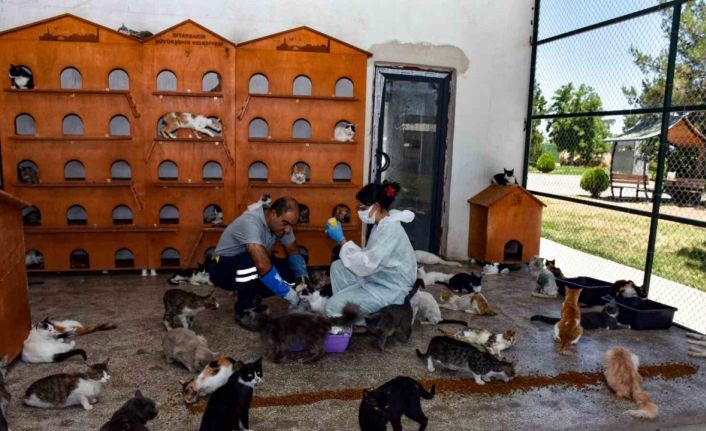 Diyarbakır’da 6 ayda 10 bin hayvan ihbarına müdahale