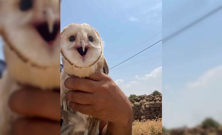 Diyarbakır’da sıcaktan bunalan peçeli baykuş eve sığındı
