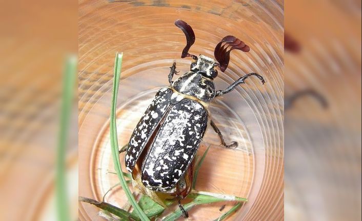 Dünyada nadiren görülen böcek Batman’da ortaya çıktı
